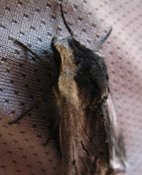 Moth in Shower Laundry Building, Kennedy Meadows Resort